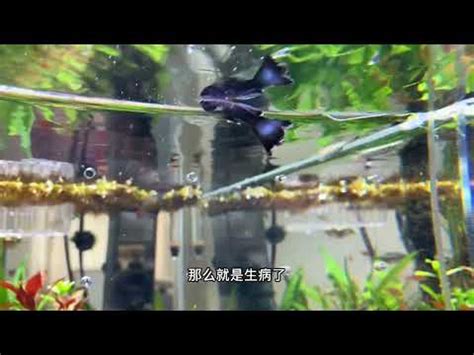 魚死了怎麼處理|魚缸里的魚死了，撈出來後，後面的程序你知道嗎？